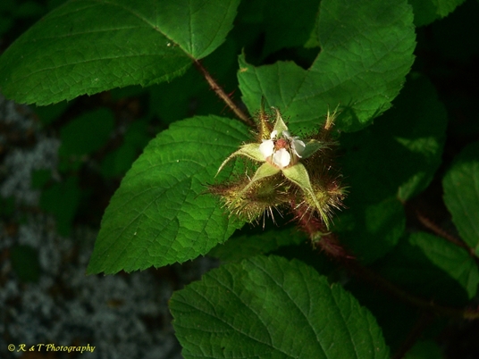 {Rubus phoenicolasius}